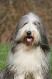 BEARDED COLLIE 415
